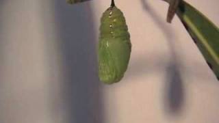 Unbelievable Transformation  Monarch Caterpillar to Chrysalis [upl. by Arait973]