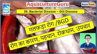 AquacultureGuru  AquaTreat  Bacterial Gill Disease  Flavobacterium sp  Complete Therapy [upl. by Odlonra]