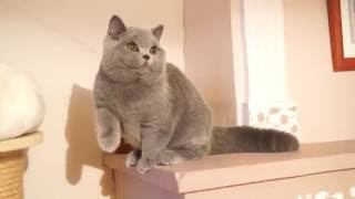 Barberry jeune british shorthair [upl. by Anerual]