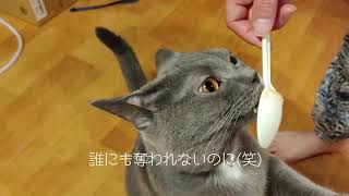 人懐っこくて可愛い猫（シャルトリュー）大好きなウェットフードに朝から大興奮♪ [upl. by Barram]