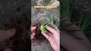 haworthia propagation [upl. by Atig]