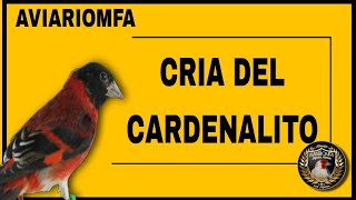 CRIA DEL CARDENALITO DE VENEZUELA 2022  AVIARIO CARDENALITOS  INICIACIÓN A LA CRIA DE CARDENALITOS [upl. by Trebleht512]