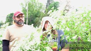 Native Plant Profile Tall Boneset Eupatorium altissima Wildflower for sunshade ecobeauty [upl. by Nnylaj726]