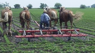 Cultivating Soybeans with Horses [upl. by Cavil]