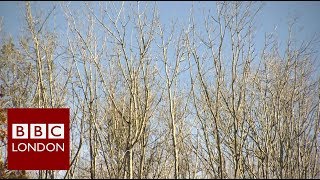 The fight against ash dieback  BBC London [upl. by Wilfred]