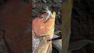 Amazing size fingermark caught on Crazy Prawns  goldensnapper snapperfishing oceanfishing [upl. by Selim]