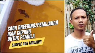 Cara breedingpemijahan ikan cupang untuk pemula simple dan mudah cupang [upl. by Houlberg]