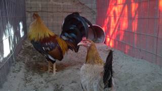 Gallo y gallina radio puros pure radio gamefowl Criadero Salamanca [upl. by Rima]