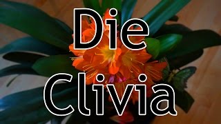 Das Pflanzprofil der Clivia [upl. by Yznil]