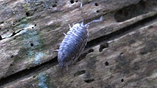 Woodlouse [upl. by Harwell167]