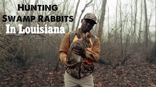 Hunting Swamp Rabbits in Louisiana [upl. by Garceau]