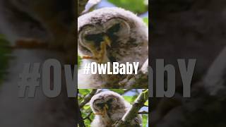 ADORABLE Barred Owlet Discovers SECRET Weapons While Preening  Pileated Goshawk  Canada Wild🇨🇦 [upl. by Neros579]