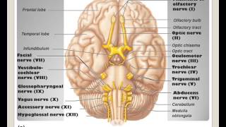 LECTURE The Peripheral Nervous System [upl. by Adel]