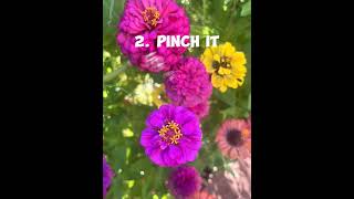 Zinnia Plants care gardening [upl. by Judon]