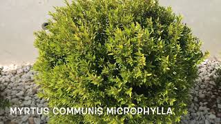 Myrtus communis microphylla Garden Center online PGARDENS [upl. by Kostival]