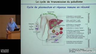 le paludisme immunité antiinfectieuse étude de cas [upl. by Akimet31]