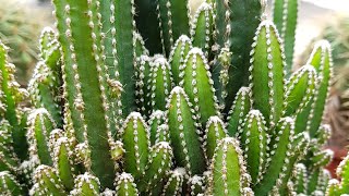 Cereus Peruvianus Florida Cactus [upl. by Fari]