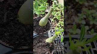 Desert Rose Grafts Can be put Under 90 Shade Cloth on Full Sun [upl. by Ecirp732]