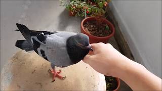 Male Pigeon Cooing Sound [upl. by Berman]