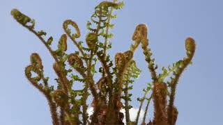 Fern crosiers unfurling time lapse Dryopteris affinis cristata The King 4K fernstimelapseking [upl. by Genvieve635]