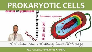 Prokaryotic Cells  Introduction and Structure  Post 16 Biology A Level PreU IB AP Bio [upl. by Gerianne]