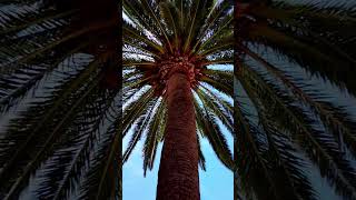 Phoenix canariensis short shorts plants plantas palmeras [upl. by Tallbot438]