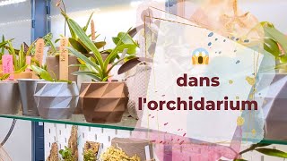 4 problèmes dans lorchidarium dont 1 découvert en direct 😱 [upl. by Llenrrad]