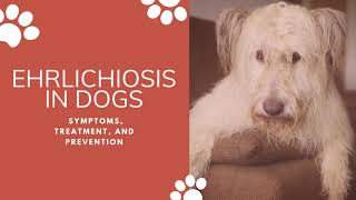 Most deadly disease in dogs Ehrlichiosis  Symptoms Treatment and Prevention  VetSupply [upl. by Stilu]