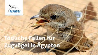 Tödliche Falle für Millionen Zugvögel  Fangnetze an Ägyptens Küste [upl. by Jo937]