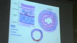 Dr Gihan Trachea Till The Alveoli 9102013 [upl. by Carmelina597]