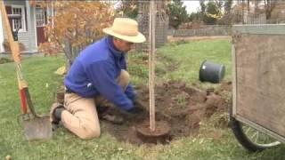 How to Plant a Tree Step by Step gardenorg [upl. by Aciretahs]