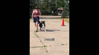 Heelwork Games Cone to Heeling [upl. by Asinla]