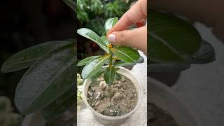 Adenium ke Pest Attack ko kaise roke 😱❌🐛 adenium [upl. by Isnyl945]