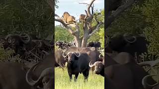 Buffalo vs Lions Shocking Moment Lions Seek Safety in Trees [upl. by Priscella]