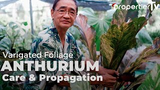 Foliage Anthurium Care and Propagation Tips For Lush Big Healthy Plants [upl. by Ettelrac]