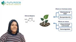 FUNCIONES DE LA GLICINA BETAINA EN LAS PLANTAS  Agrosam [upl. by Renwick]