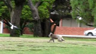 Adelaide  Koala running in the park  1 [upl. by Juna]