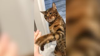 Spoiled Cat Punches Its Owner  Funny Cat Videos 🐾 [upl. by Prent]