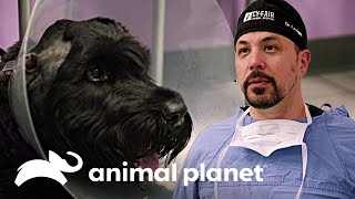 ¡La cirugía de extracción del tumor fue un éxito  Veterinarios de Texas  Animal Planet [upl. by Harding]