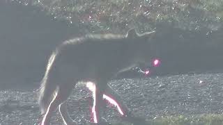 Coyote Family Looking for Food [upl. by Vaas]