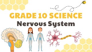 Nervous System  Grade 10 Science DepEd MELC Quarter 3 Module 3 [upl. by Thurnau]