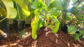 species spotlight light on the huge nepenthes truncata [upl. by Ilahtan]