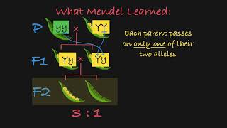 Mendels P F1 and F2 Generations Explained [upl. by Wilkison]