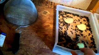 How to Raise Mealworms Complete Guide [upl. by Nida907]