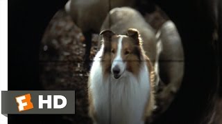 Lassie 89 Movie CLIP  They Are Not Your Sheep 1994 HD [upl. by Htebiram289]