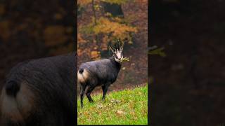 chamois hunting  Chamois goat birds animalsounds [upl. by Bolme]