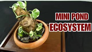 Mini Pond Ecosystem in Clay Bowl  Driftwood Hardscape  Indoor Pond [upl. by Naehgem]