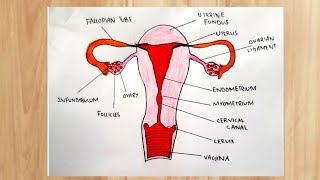 How to draw Female reproductive system labelled diagram CBSE Biology diagram easy by Arts seekh lo [upl. by Chrisoula]