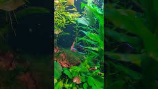 Slow moving plenum tank aquarium ludwigia balancedaquarium slowmovingplenum [upl. by Ahsilaf701]