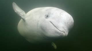 Rare Encounter With Friendly Beluga Whale [upl. by Decca]